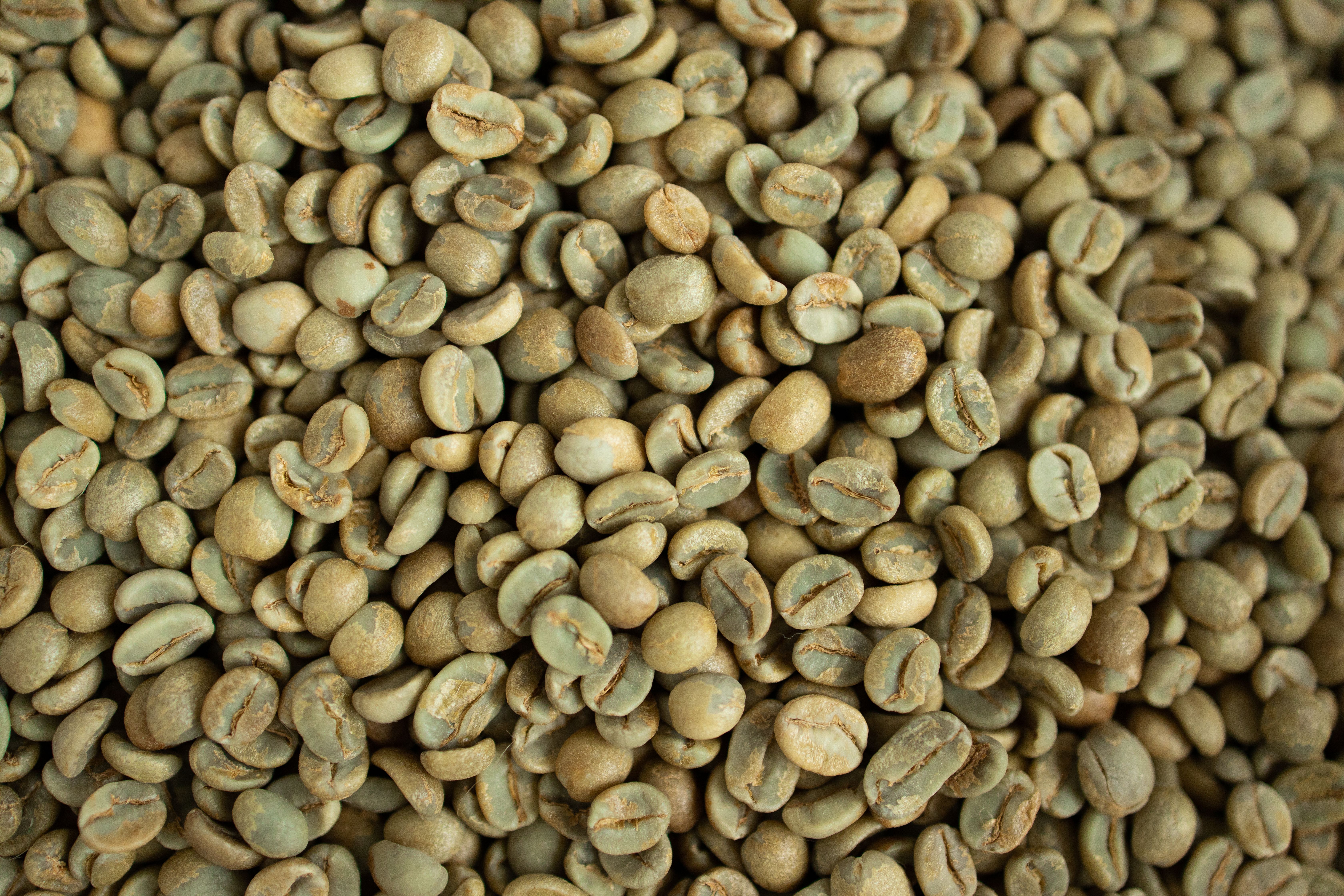 Зелёное кофейное зерно Robusta S18 крупным планом